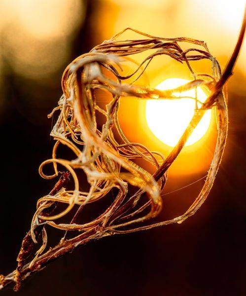 Twisted Light
