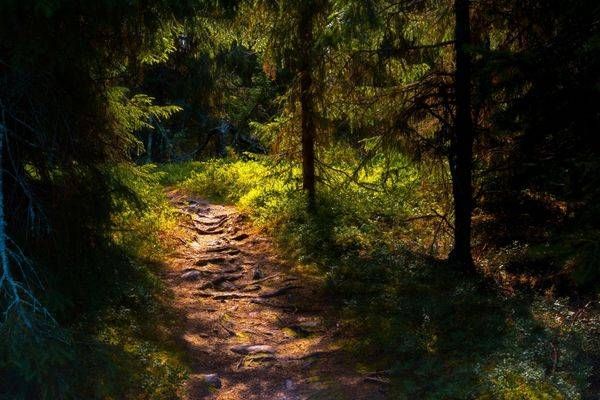 Sunlit Forest Path
