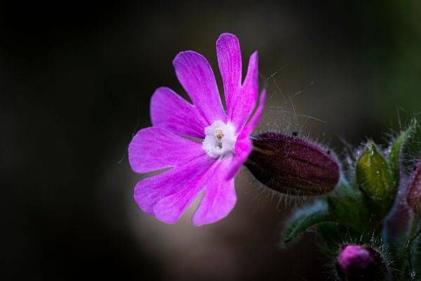 Silent Bloom