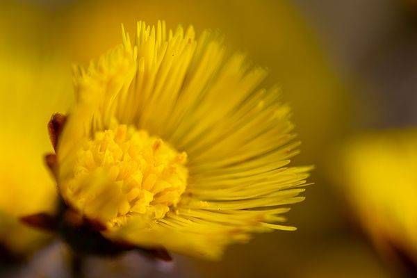 Yellow season
