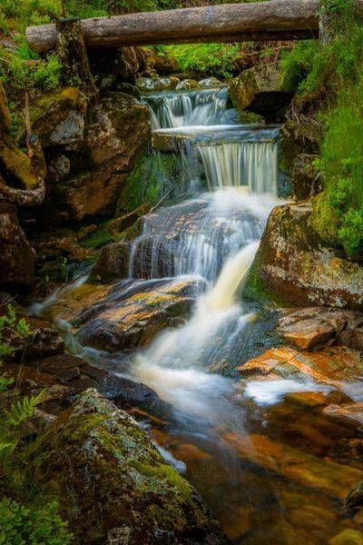 Forest Cascade