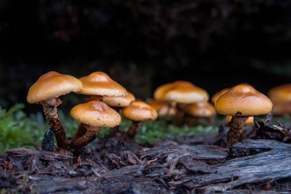 Glow on the Forest Floor