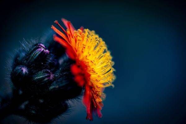 Glowburst Bloom