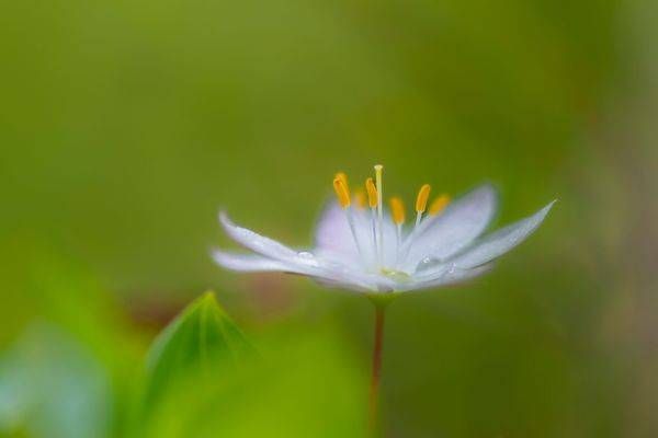 Gentle Bloom