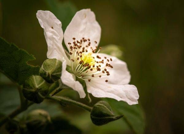 Delicate Blossom