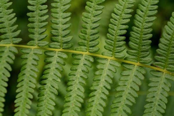 Emerald Fern Texture