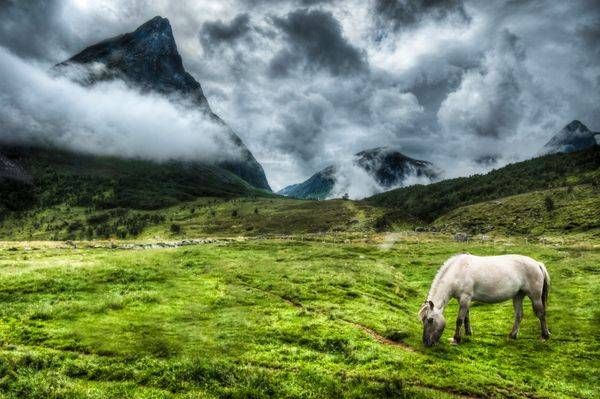 Mountain and horse