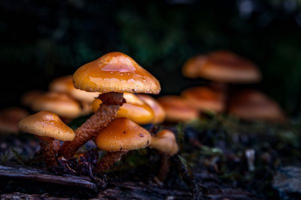 In the Forest