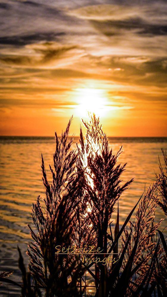Reed Photography Art | Set2Rize Images