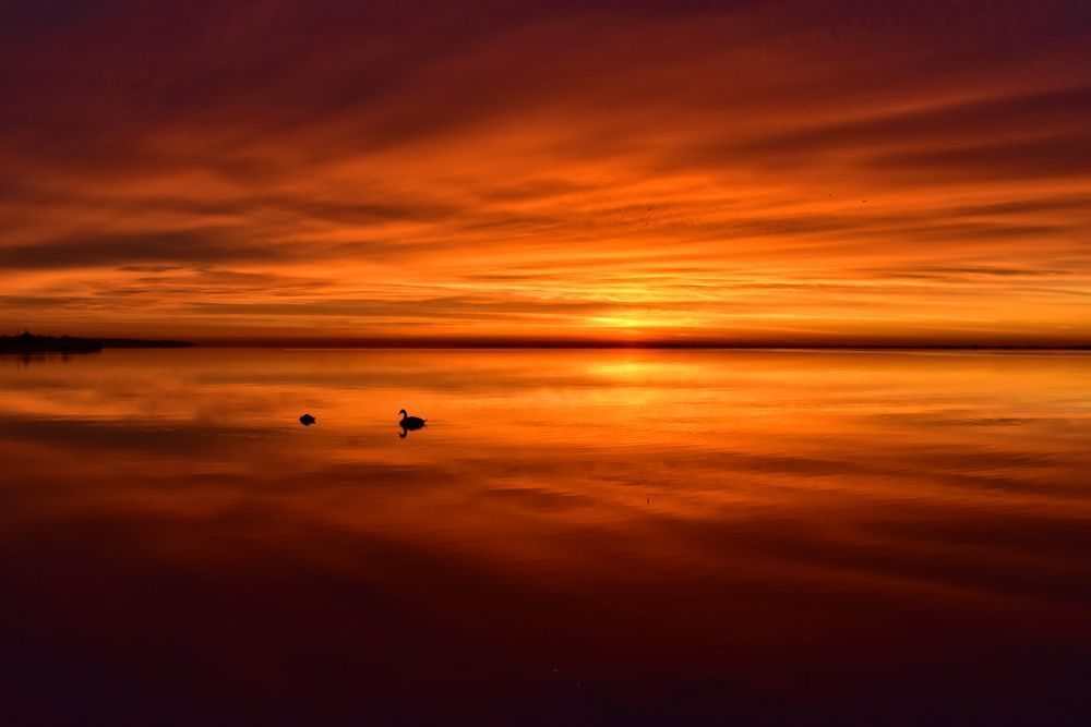 Not alone, winter, seaside, landscape, clouds, dark, reflection, calm, stark, orange, sunrise serene, birds, swans, pair, mate, noir