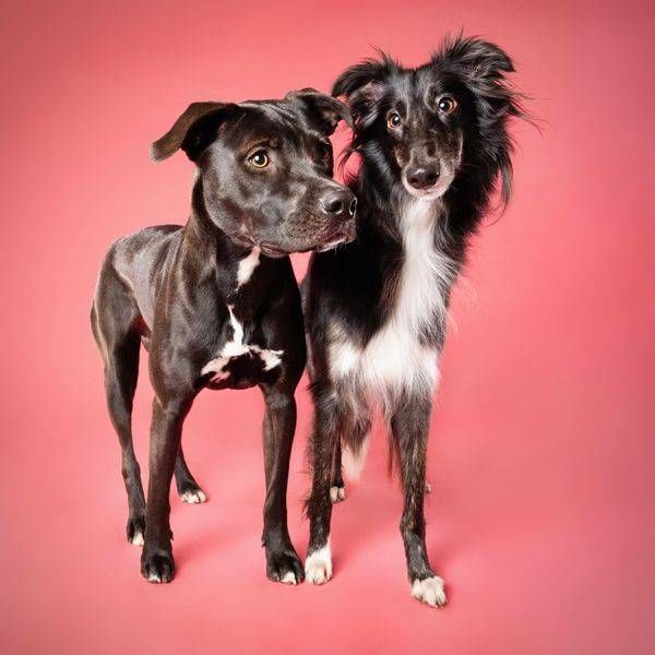 Happy Hounds