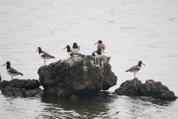 Birds