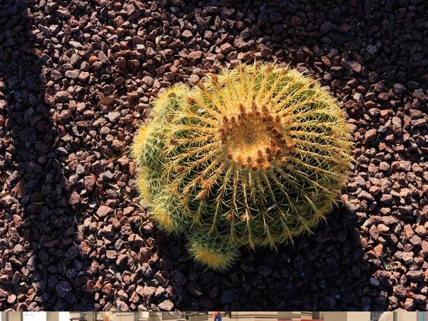 Cactus