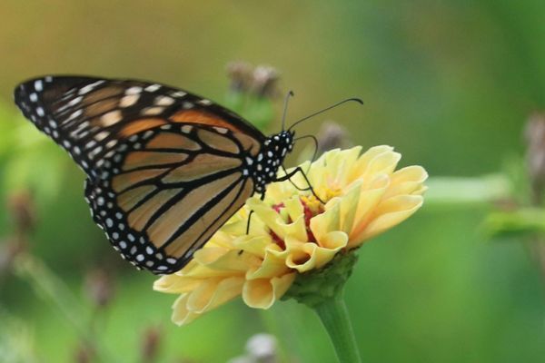 Wildlife