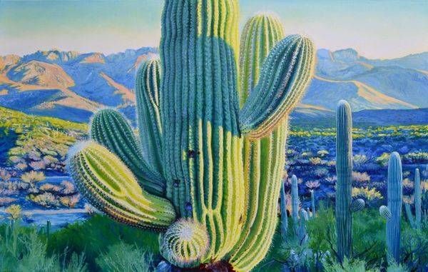 Saguaro Series