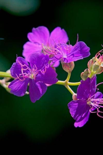 Violet Flower