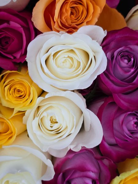 Multi Color Roses
