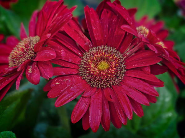Red Daisy