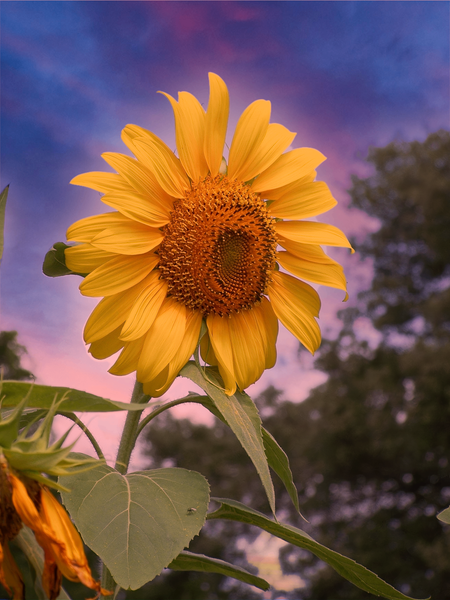 Bright Sunflower