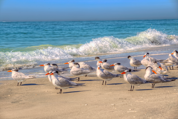 Seabirds In the Wind