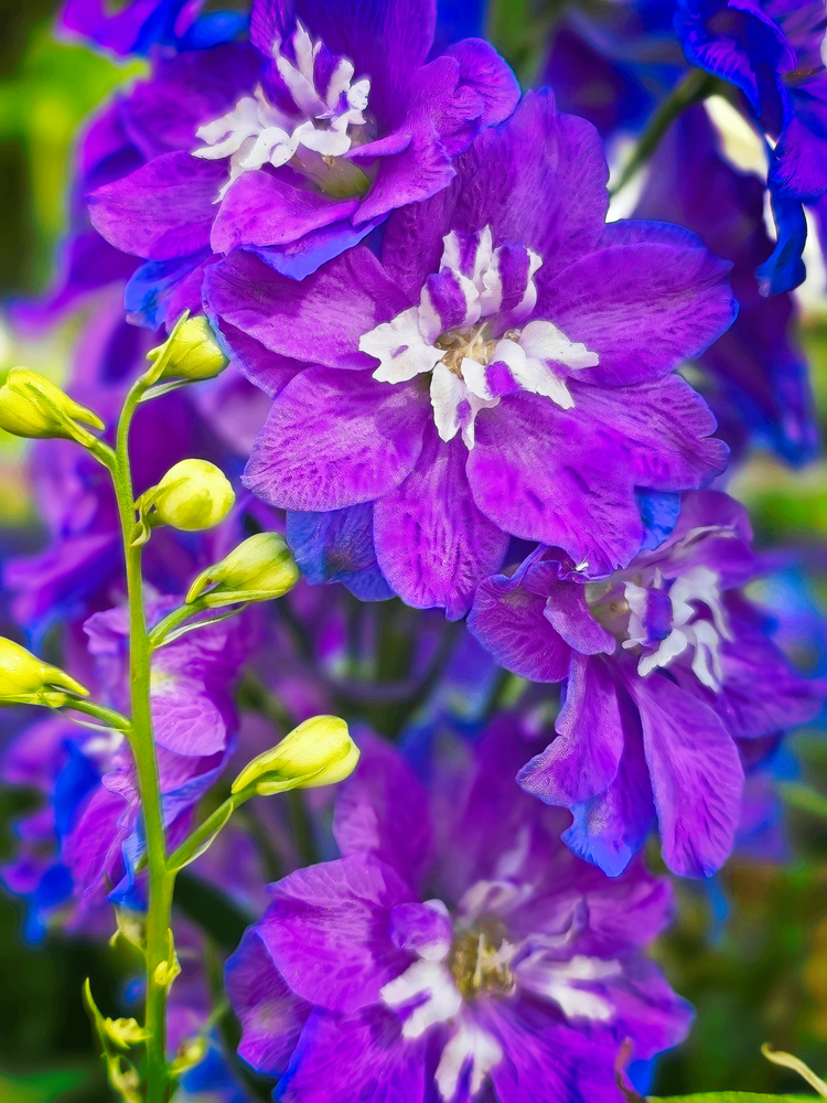 Purple and White Flowers