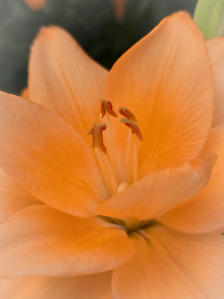 Peach Colored Flower Up Close