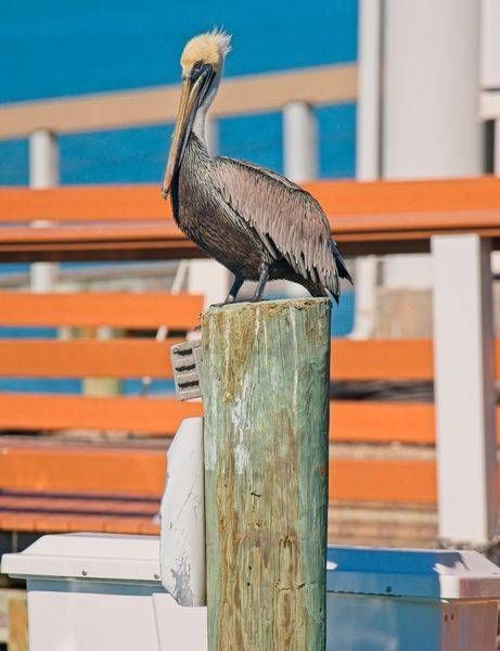 Pelican on Piling