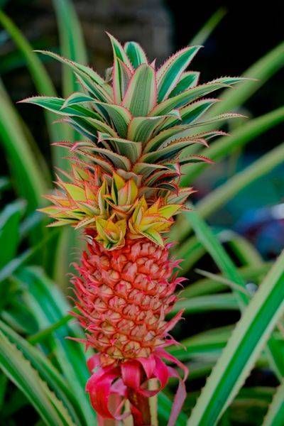 Colorful Pineapple