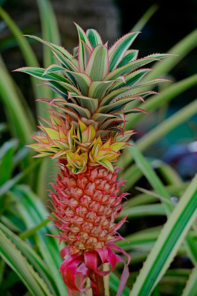 Colorful Pineapple