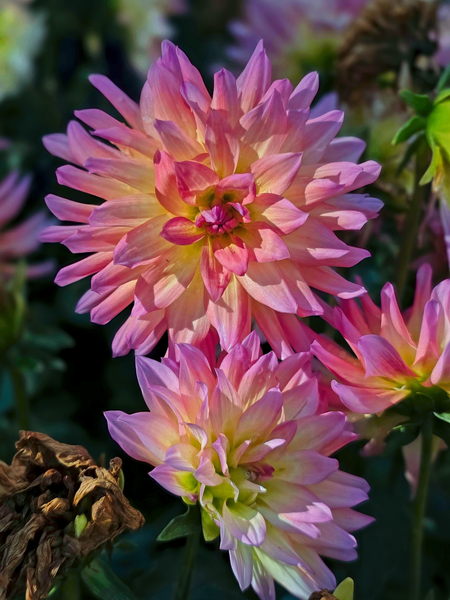 Colorful Pink Flowers