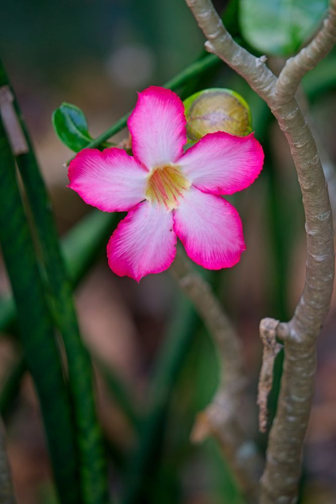 Pink Flower