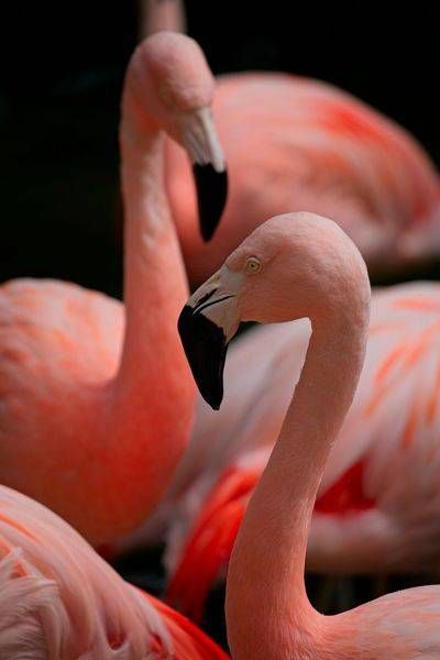 Pair of Flamingos