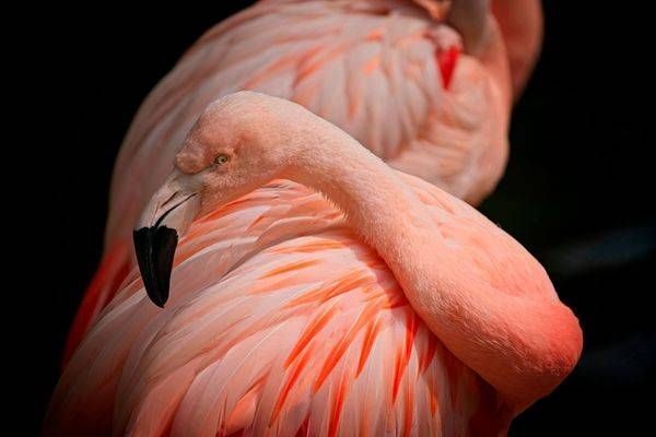 Birds And Animals