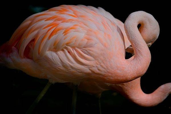 Flamingo Curves