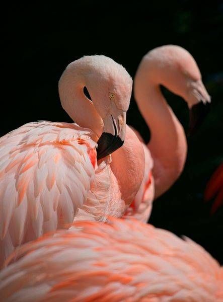 Flamingo Portraits