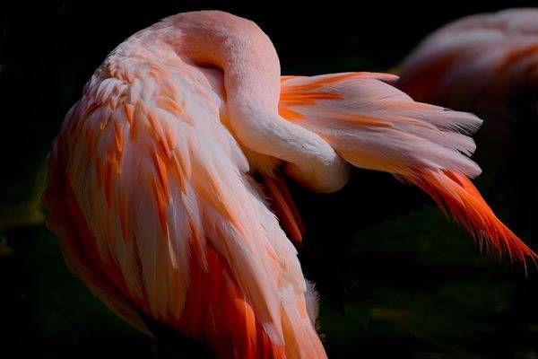 Preening Flamingo