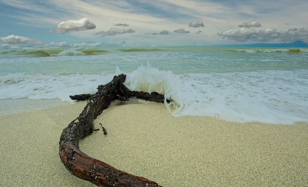 Driftwood