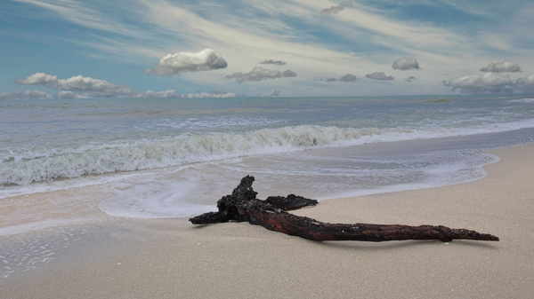 Driftwood Shark