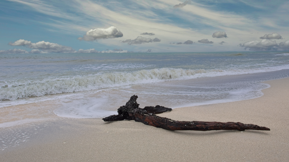 Driftwood Shark