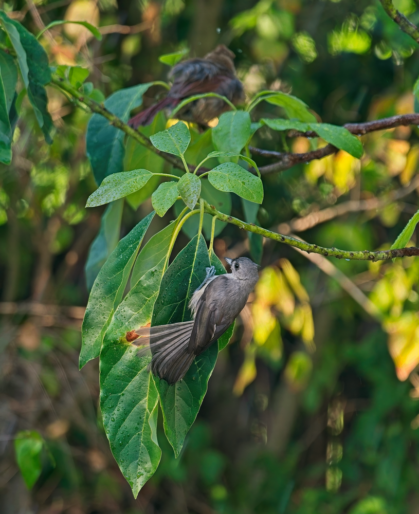 Birds on a Rainy Day