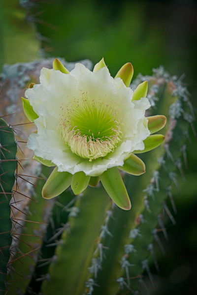 Cactus Flower