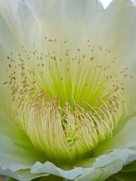 Cactus Flower Inside