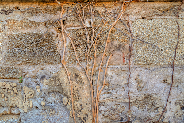 Old Coral Wall in St. Augustine