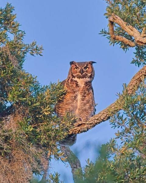 Sentry Owl