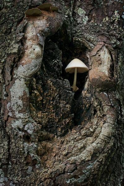 Knotty Mushroom