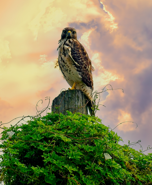 Hawk at Sunset