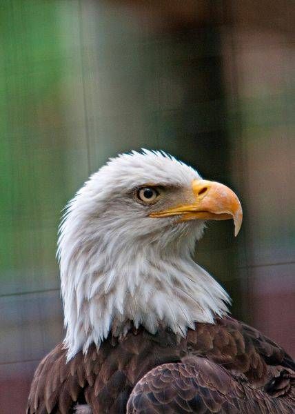 America 250