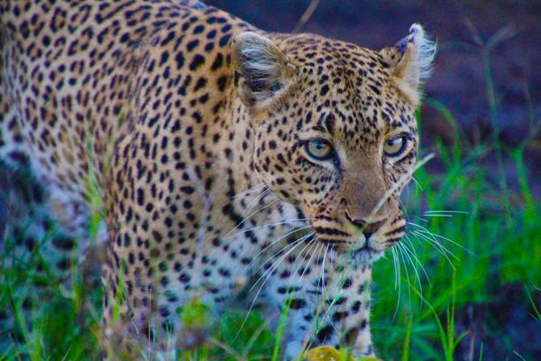 Wildlife