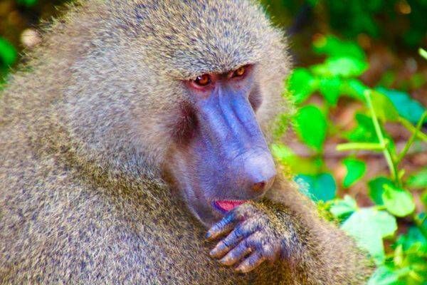 Thinking Baboon