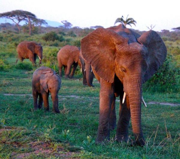 Elephant's Family